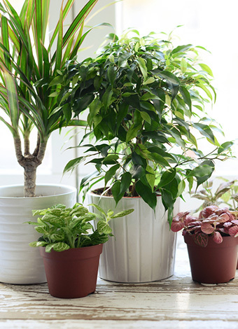 Evinizde bitki bulundurmanız nedeniyle 8 sebep 